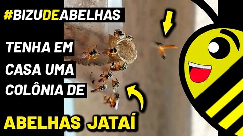 Abelha Jataí - Movimentação das abelhas no pito de entrada - Timelapse #shorts