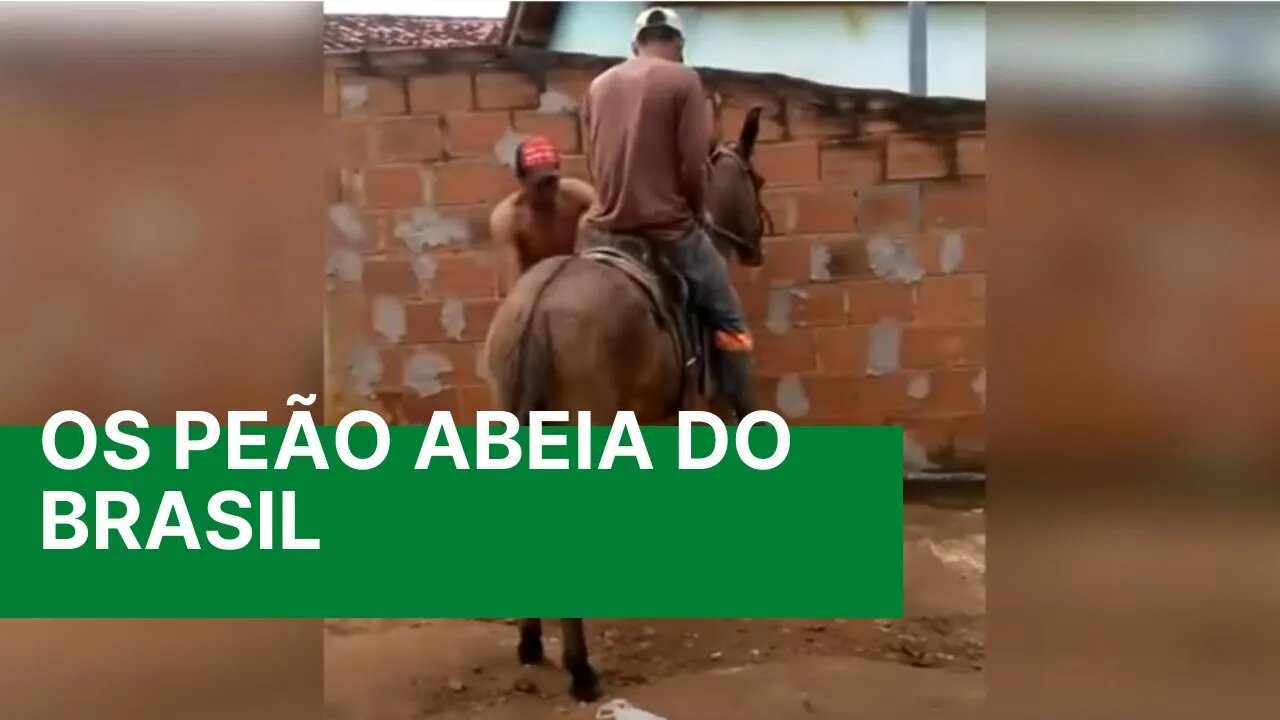 Os Peãozinho mais Abeia do Brasil