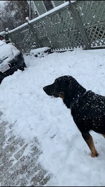 Dog enjoying a snow day out