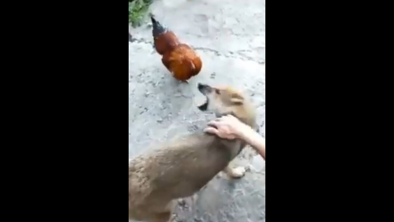 Funny animal video