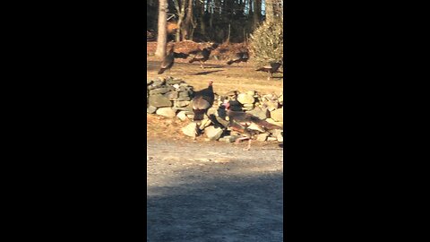 2/29/2024 -Pennsylvania Outdoor Wildlife