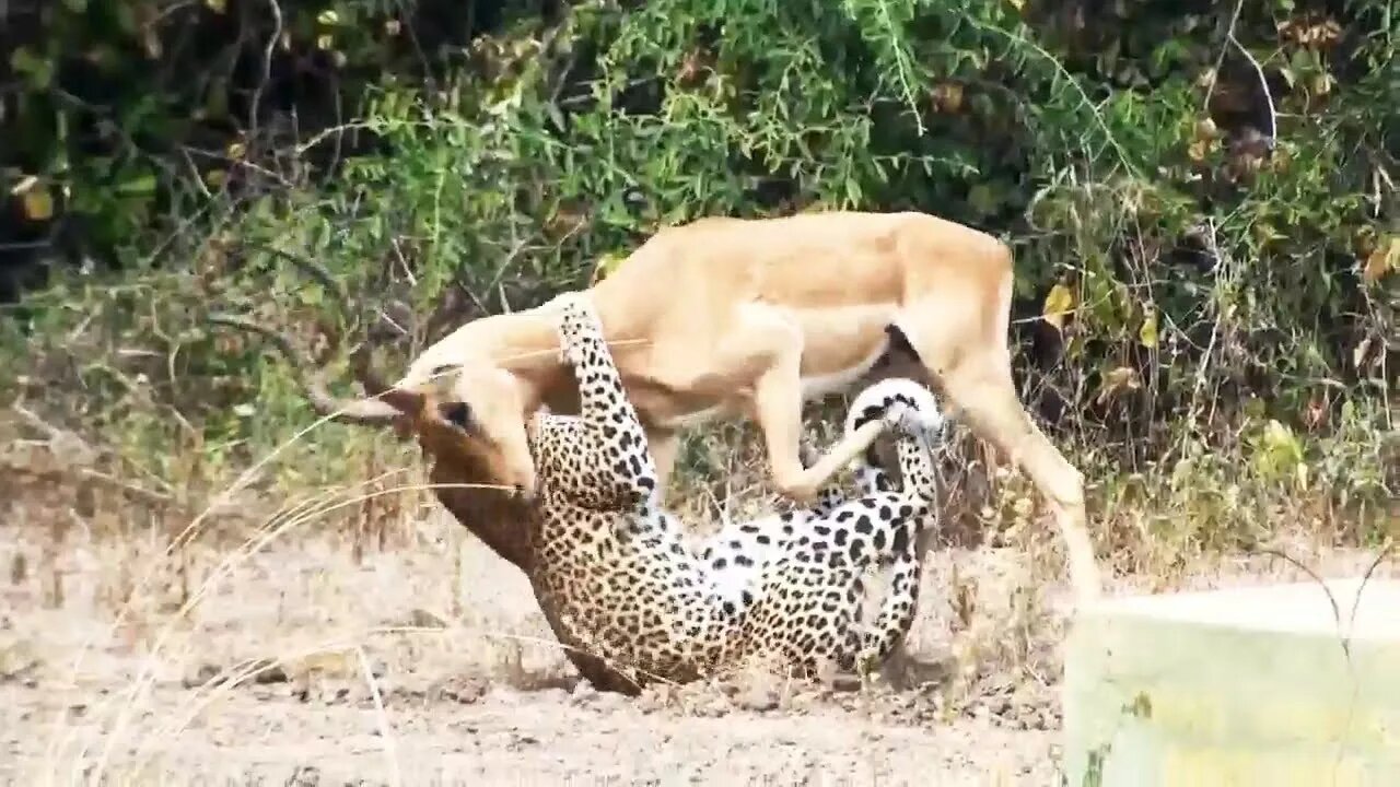 Tiger 🐯 attacked to Deer 🦌 and killed brutally...#rumble