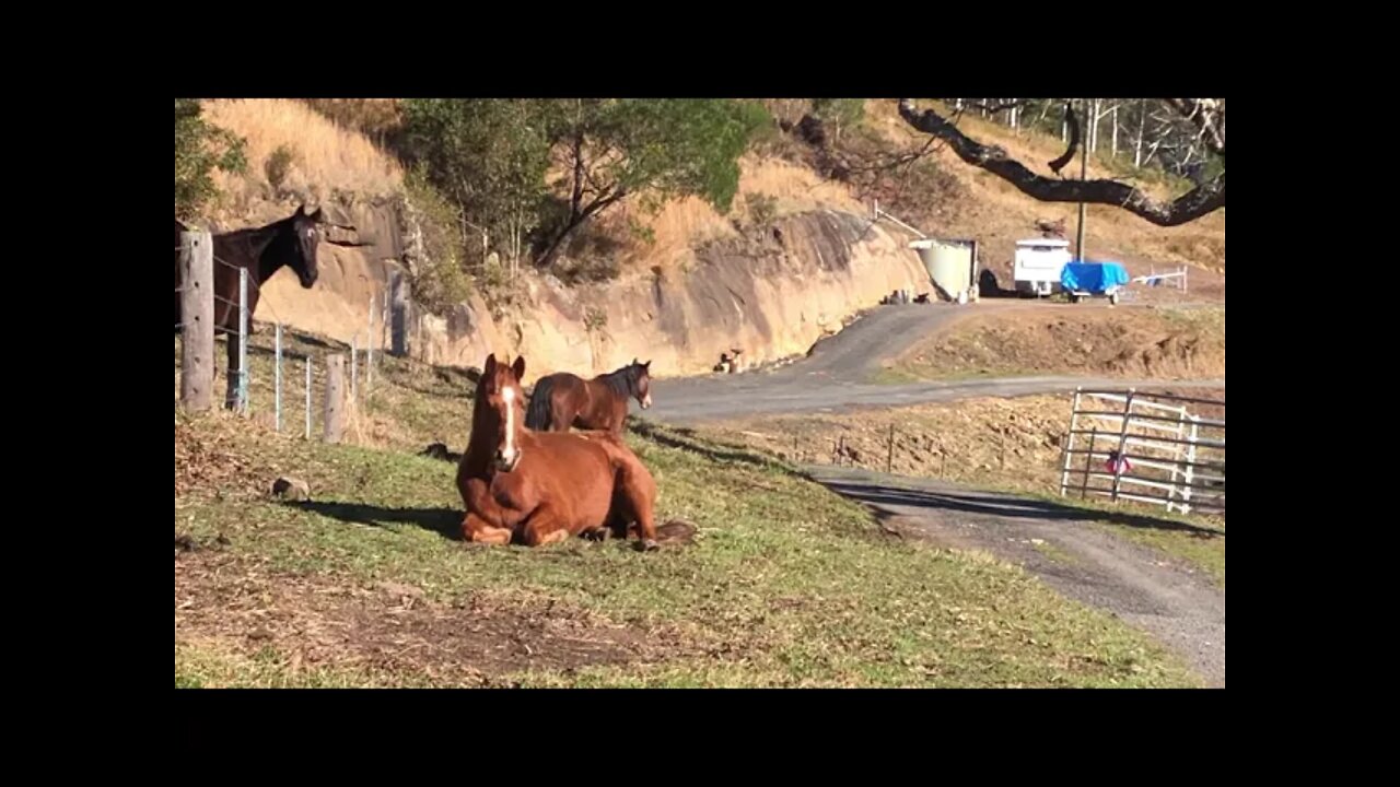 Lovely horse having a rest in the winter morning sun. Spring is coming.