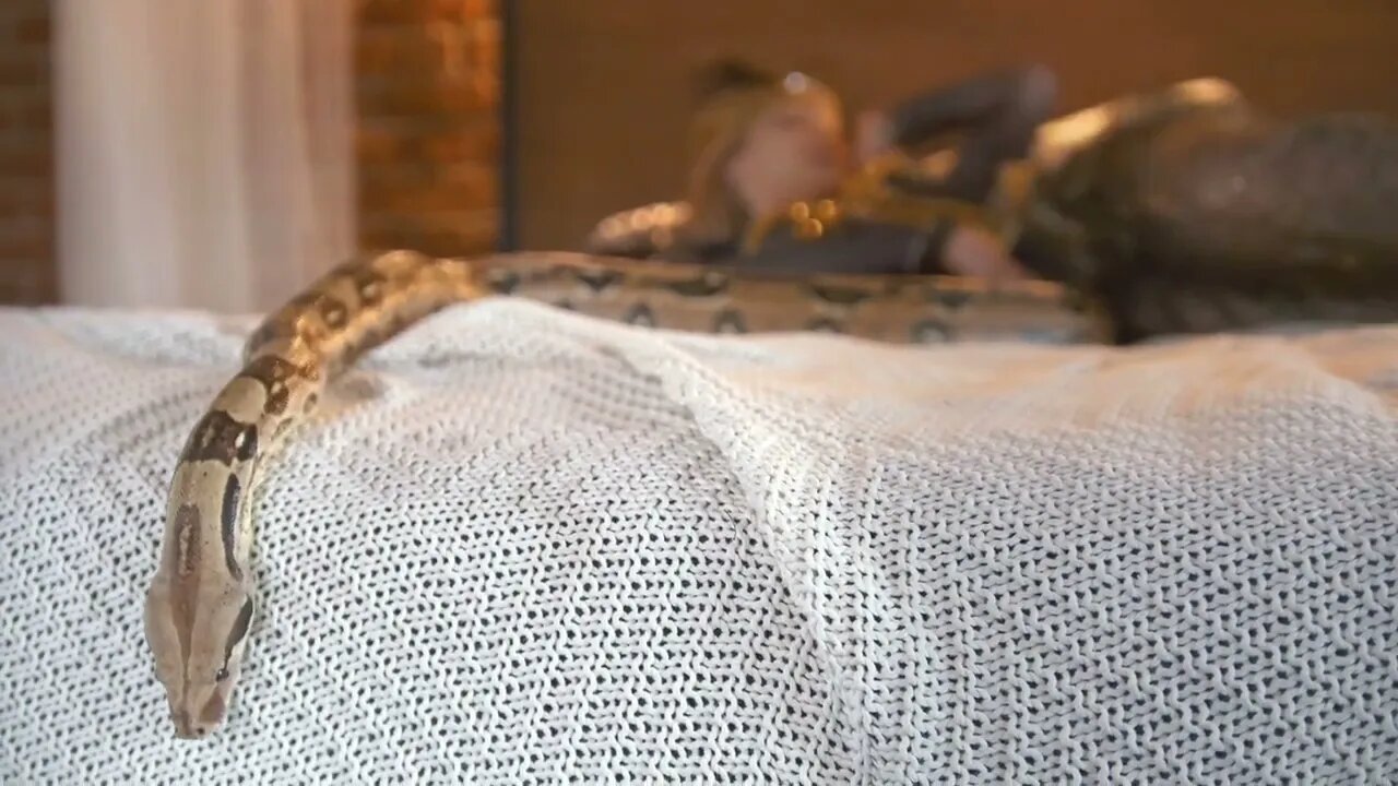 Python crawling on the bed in front of woman dancer