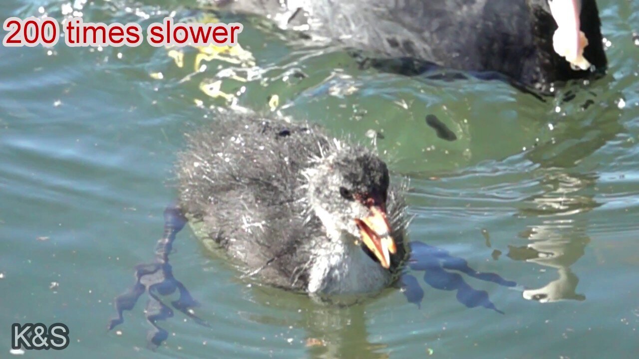 Incredible Slow Motion Wild Ducks in 1000 fps Slow Motion