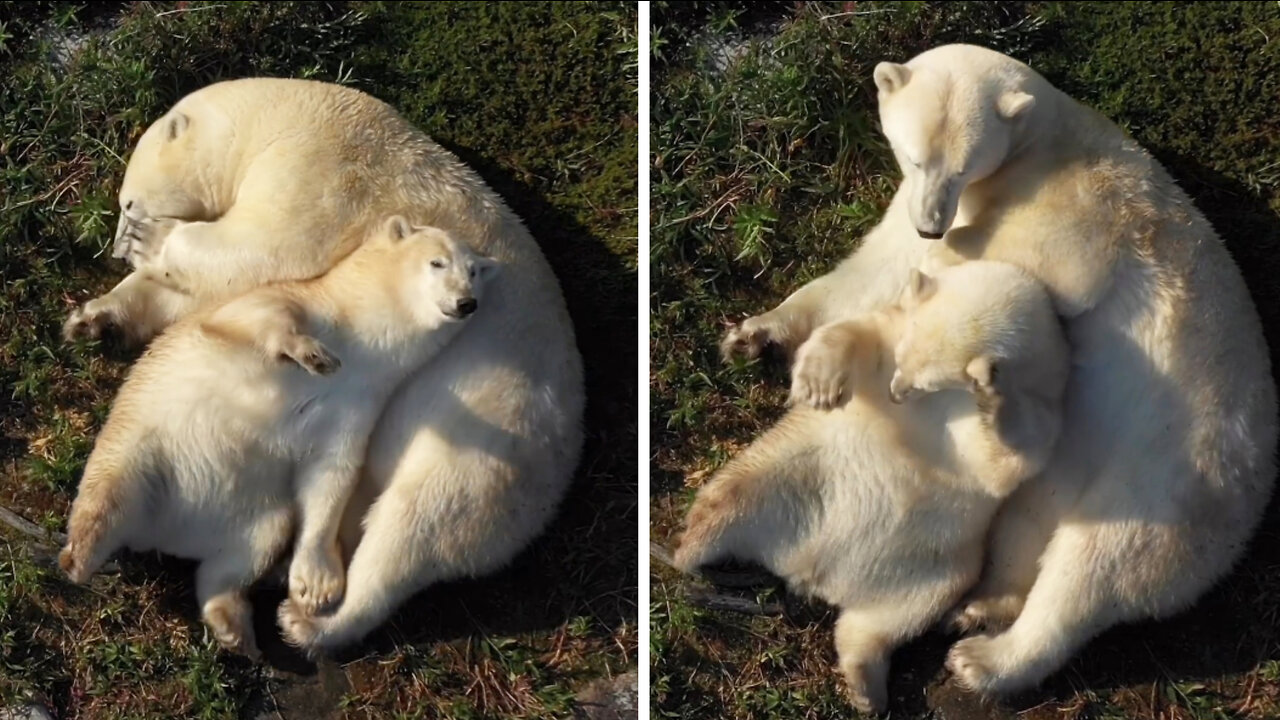 Mama bear and baby bear sleeping together