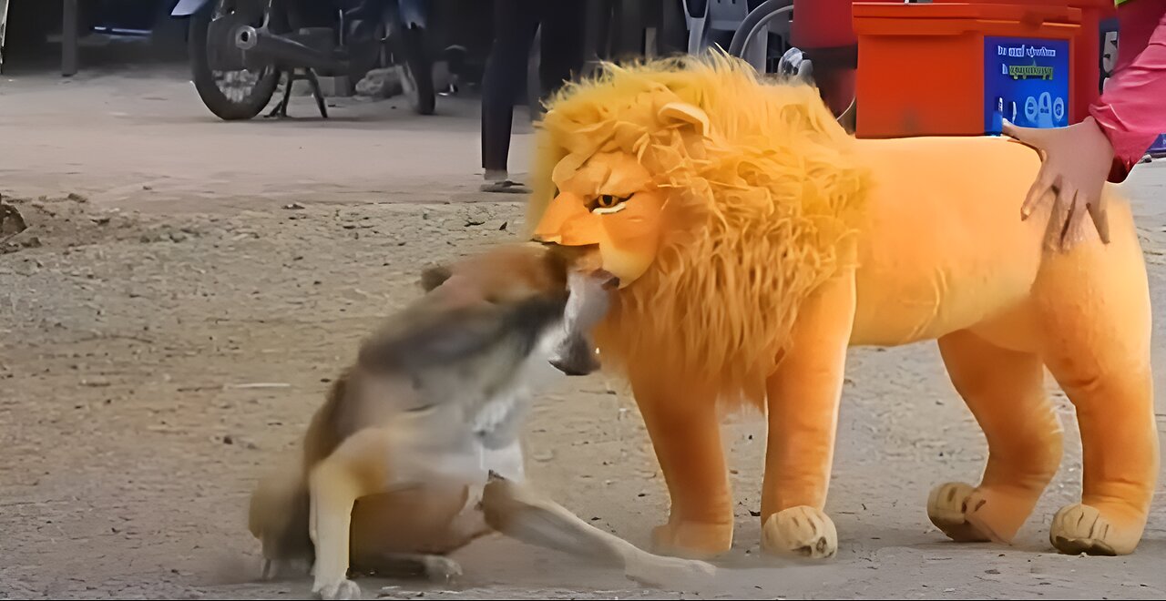 Troll Prank Dog Funny & fake Lion and Fake Tiger Prank To dog & Huge Box Prank to dog