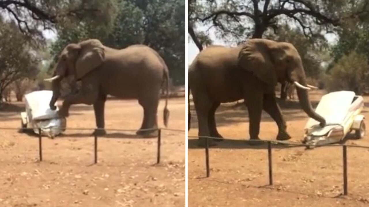 Elephant goes on destructive rampage, completely destroys vehicle