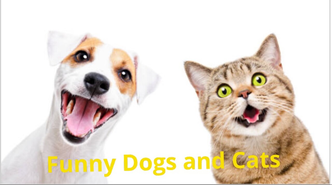 Fur-tastic Funnies: Dogs and Cats in Their Hilarious Best!”