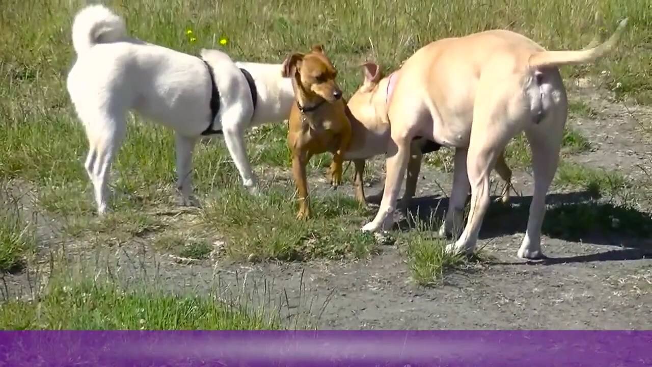 What Does A Good Dog Meeting Look Like