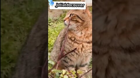 LUCAS ROQUE & GABRIEL-ABSOLUTO-🎶❤️-JULIALDO COUVER-#shorts