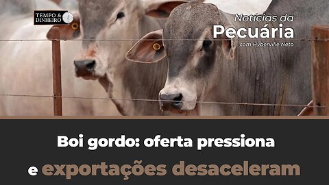 Boi gordo: oferta pressiona e exportações desaceleram.Hyberville Neto comenta o mercado do boi gordo