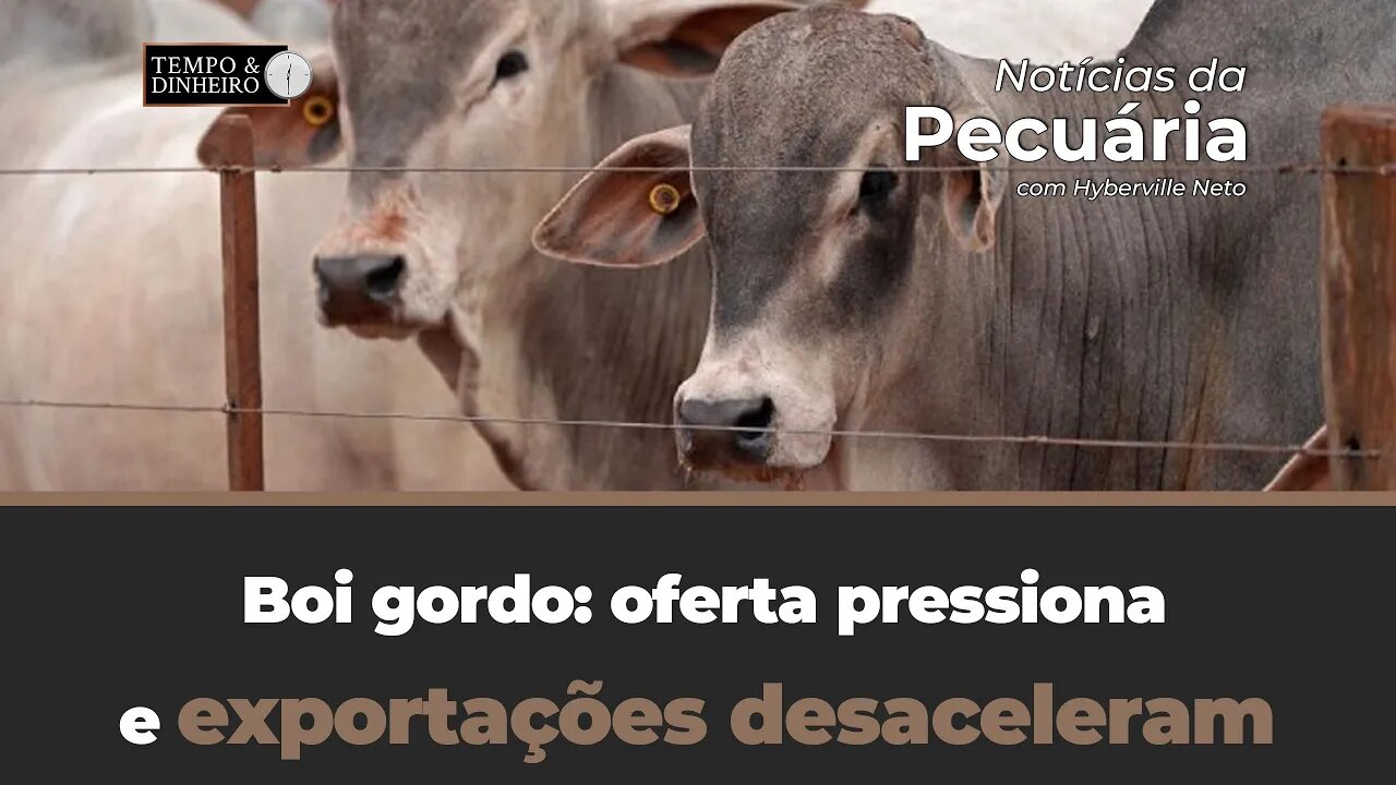 Boi gordo: oferta pressiona e exportações desaceleram.Hyberville Neto comenta o mercado do boi gordo