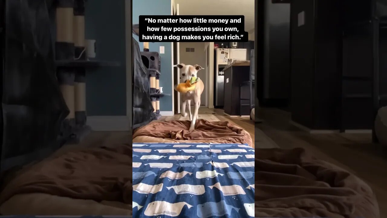 No matter how little money and few possessions you own, having a dog makes you feel rich