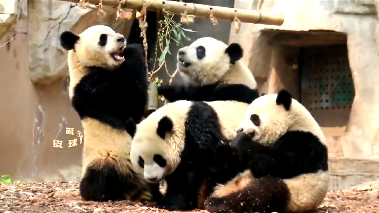 Pandas take the bus to eat fruits enjoy...