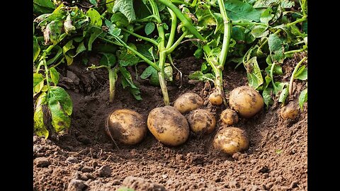 Growing organic potatoes in home with very simplest way