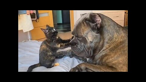 WORLD BEST FUNNIEST🤣 Dog vs men 🤣 funny video> Don't Try Laughing 🤣 clips