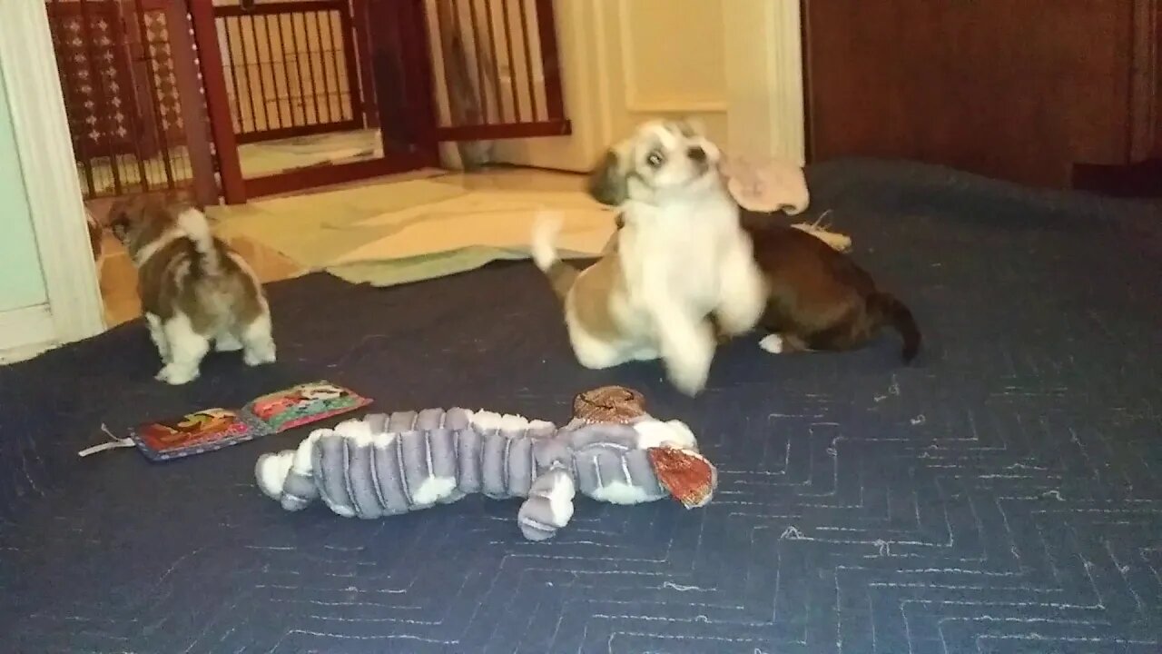 G Litter Kitchen Play Time(3)