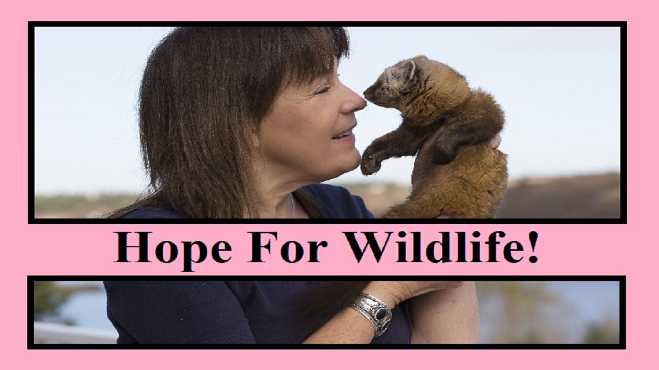 Hope For Wildlife: Animal Heal & Education With Hope Swinimer (#176)