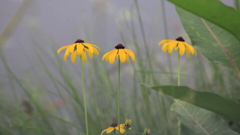 Chilly Summer Solstice