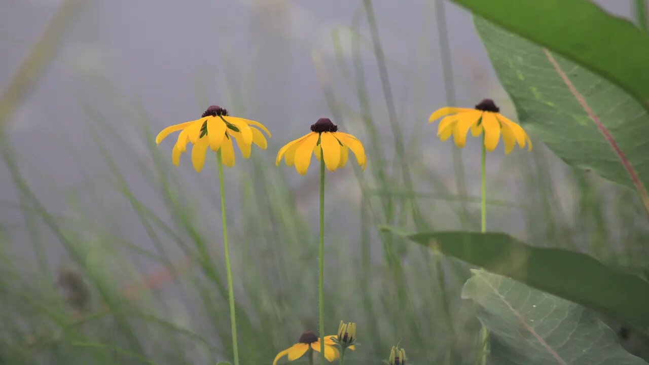 Chilly Summer Solstice