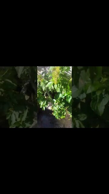 Galinha Assada na Brasa Minhas Galinhas presenciaram o Ato kkkkkk