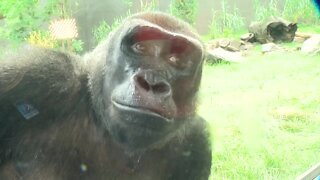 Tour of Henry Doorly’s recently-renovated Hubbard Gorilla Valley