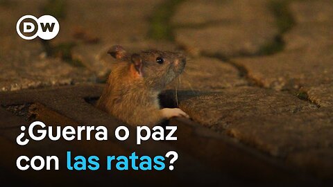 Impopular y desconocida: la rata de ciudad | DW Documental