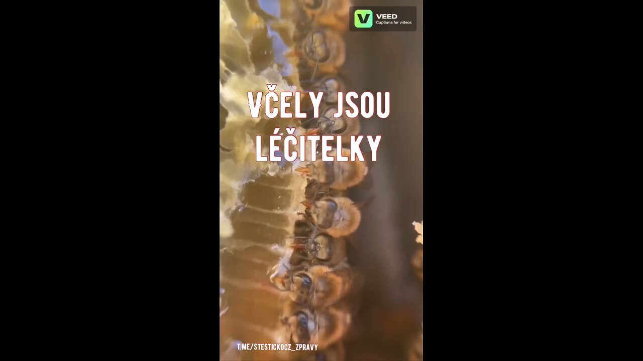 Včely jsou úžasné léčitelky