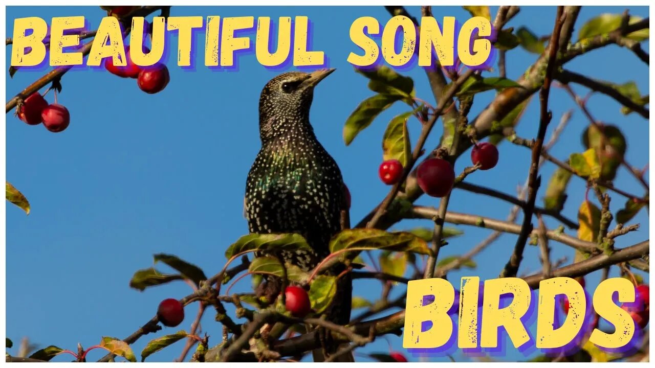 Lovely relaxing birdsong! Rest, relax, sleep, meditate Immediate peace!