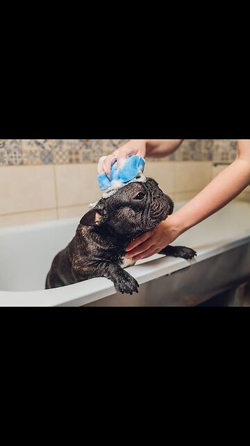 Mother dog carries puppy in plastic bag after bath