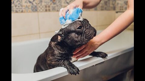 Mother dog carries puppy in plastic bag after bath