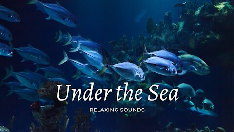 Under the Sea - Fundo do Mar ( Música de relaxamento e meditação )
