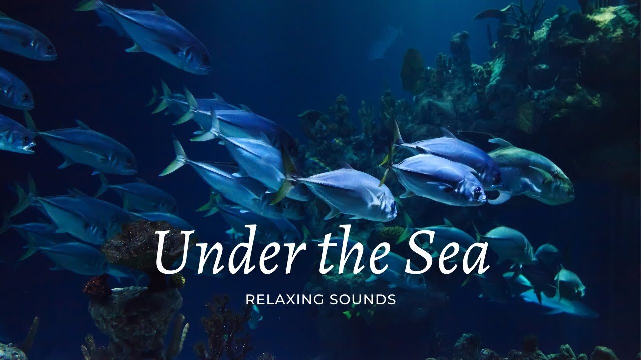 Under the Sea - Fundo do Mar ( Música de relaxamento e meditação )