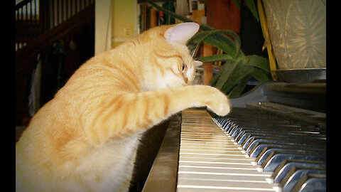 jukebox cat