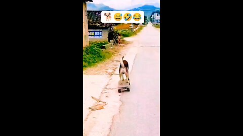 Dog 🐶 fanny video 😂 #Dog