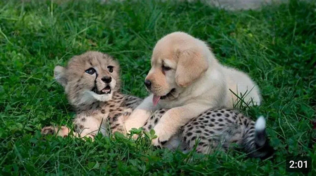 This dog and the cheetah met as children, two years later, they are still inseparable