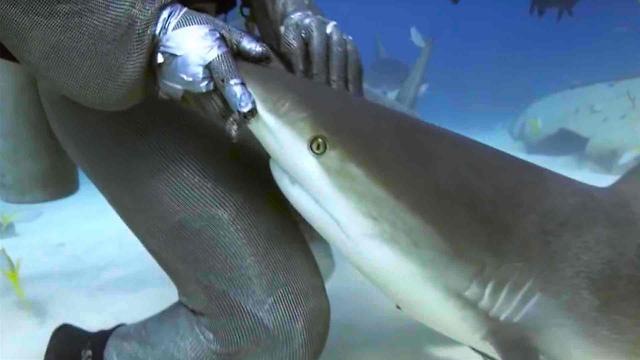 Get Schooled in Shark with 6 Shark Week Facts