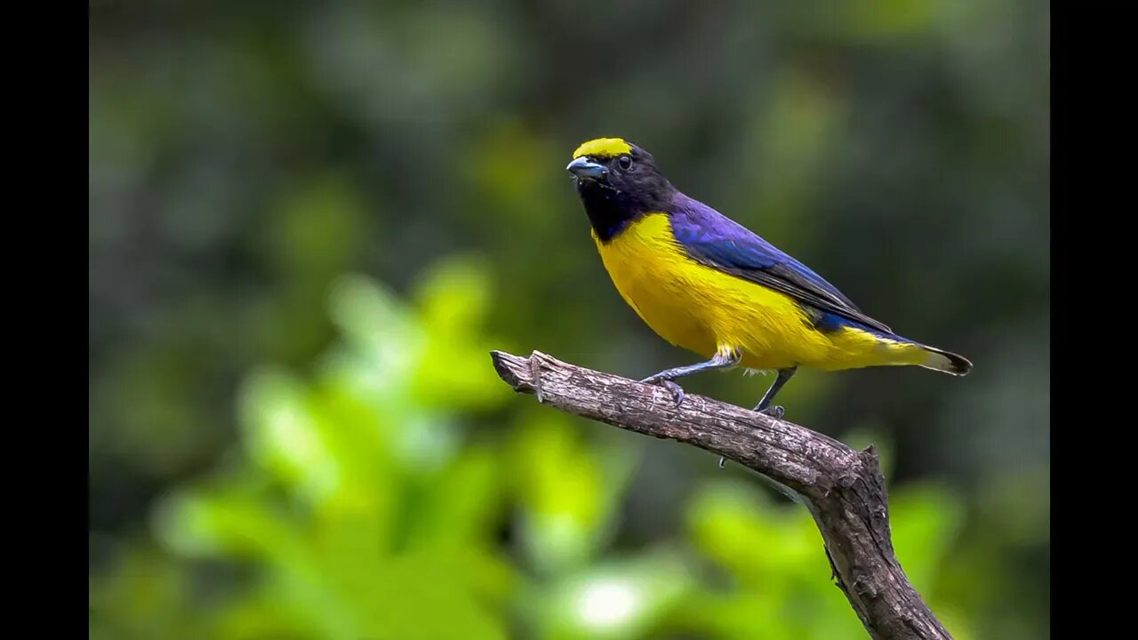 Melhor Canto do Pássaro Fim Fim