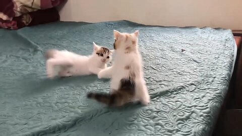 Funny cute cat video