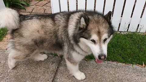 Husky Escapes Backyard