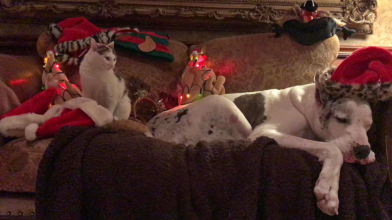 Great Dane Snores With His Christmas Hat Collection While Cat Gets In A Hat