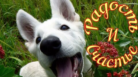 #shorts Прикольные собаки из Тик Тока 32