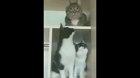 funny cats