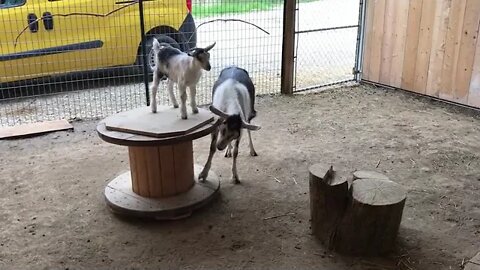 Goat mom helps her kid have fun