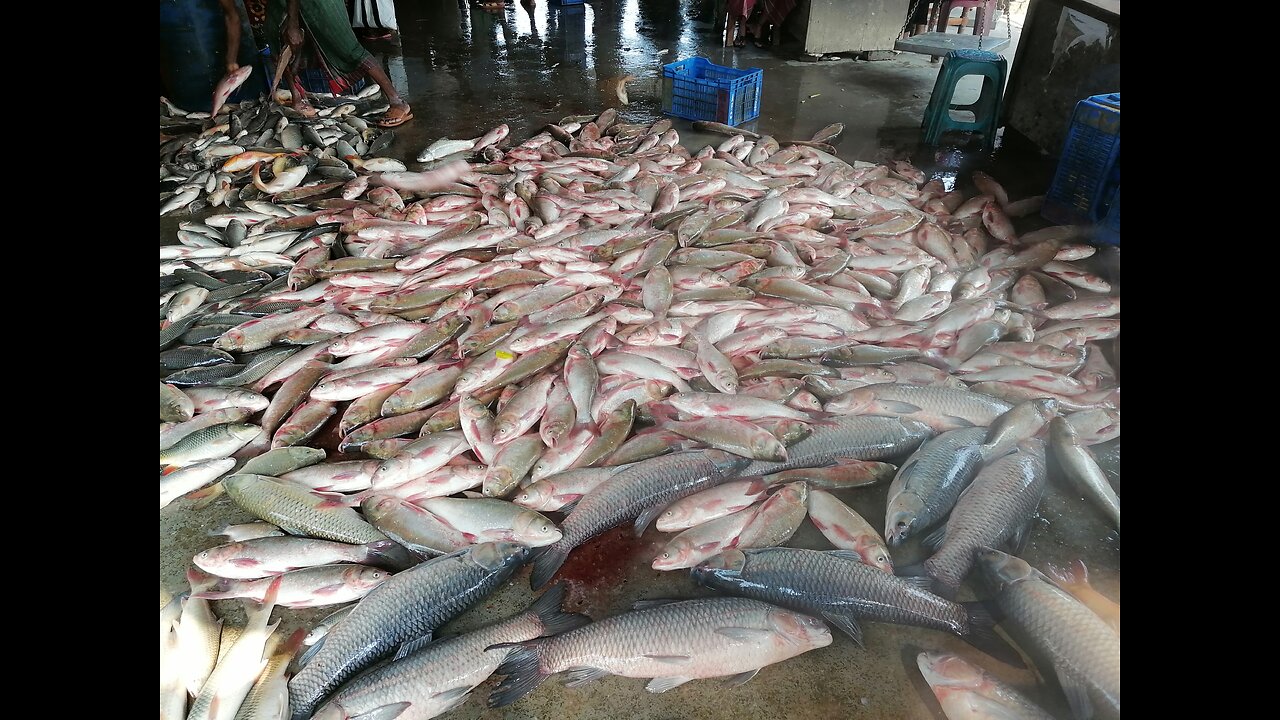 Fresh Fish At Local Fish Market @Bangladesh