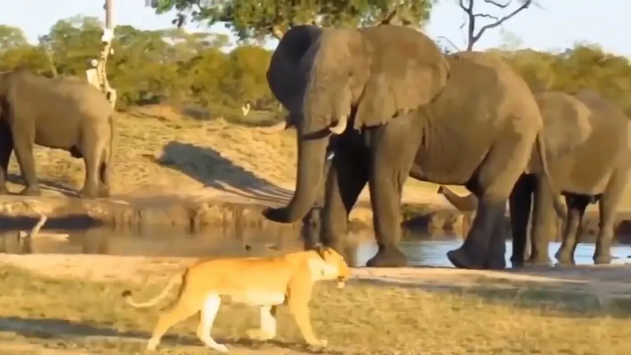 "Animal World 1" : The elephant beat up the lion and left the lion scarred