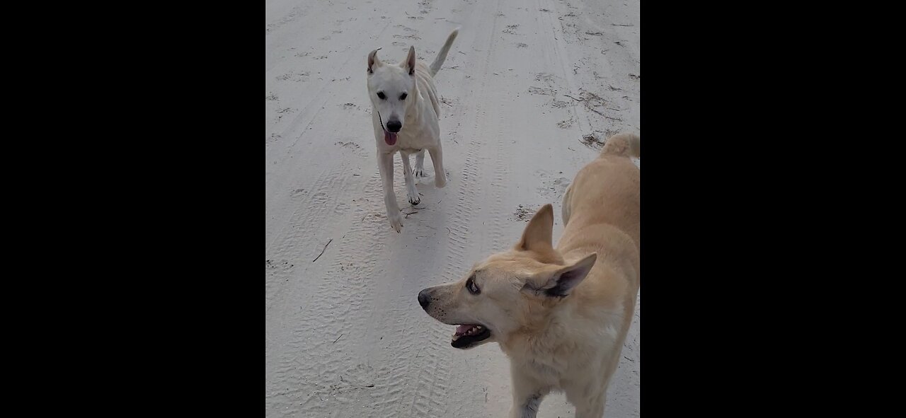 White German Shepherds