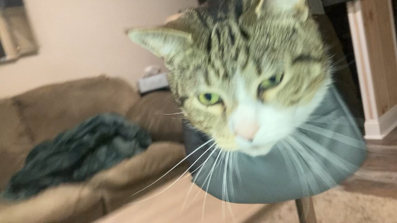 Super Cat