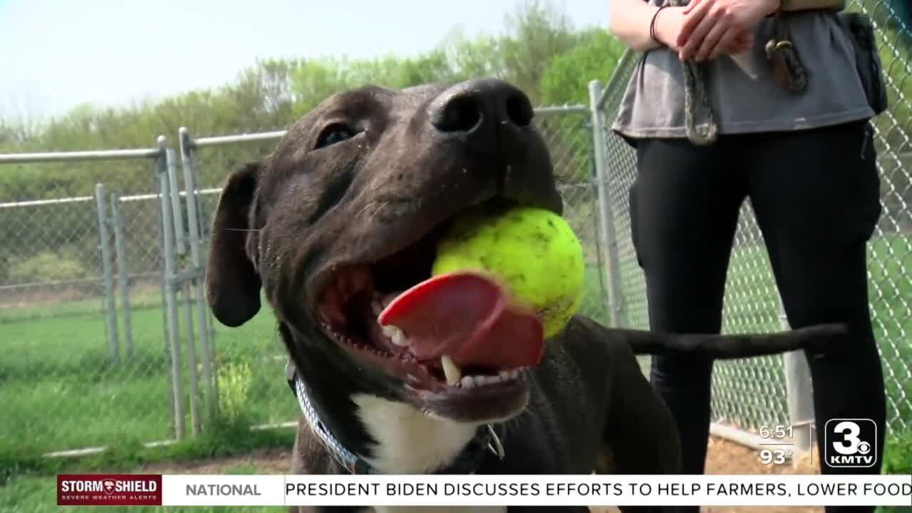 Adoption Option: Thunder at Midlands Humane Society